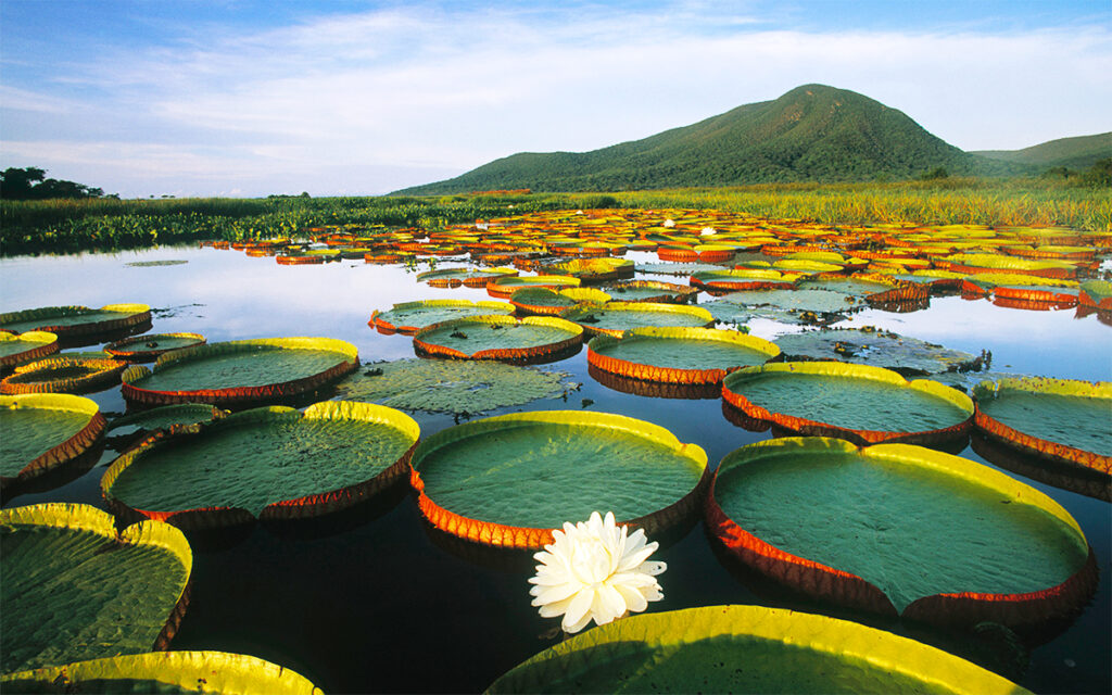 See the World Again with Vitesse Worldwide!